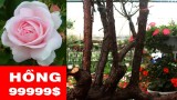 Cây hồng cổ – hồng vân khôi giá tiền tỷ – bonsai hồng cổ thụ
